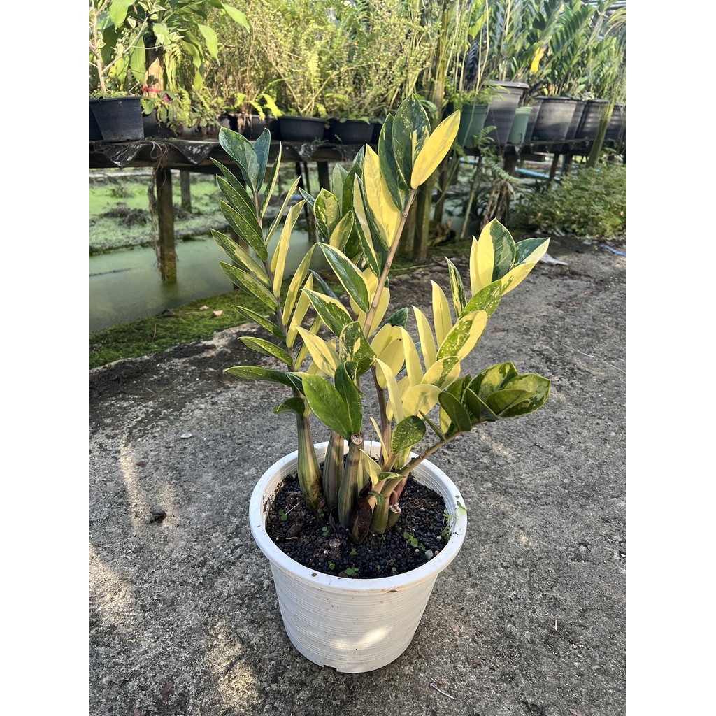 มุมมอง 7