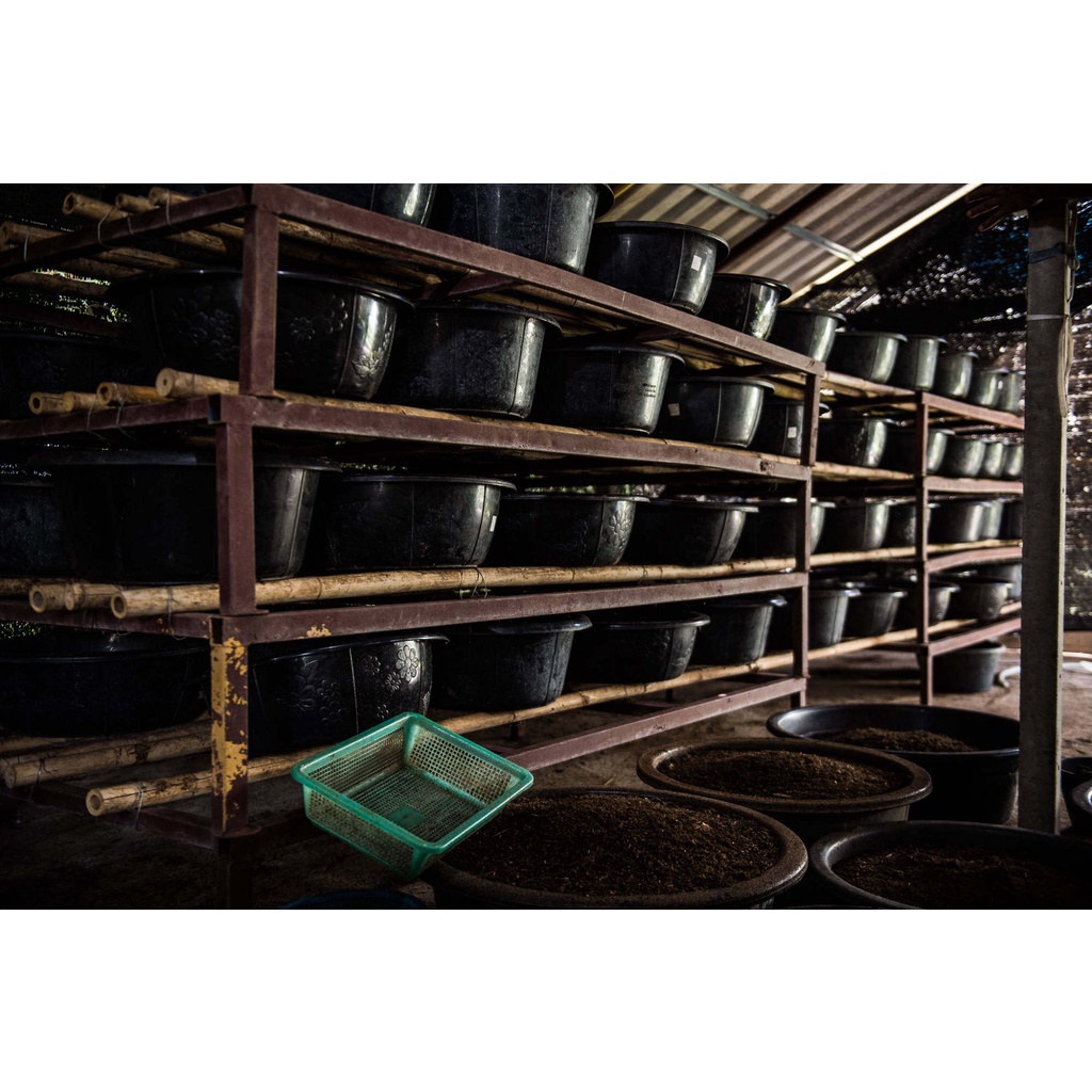 ปุ๋ย มูลไส้เดือน 100% ปุ๋ยอินทรีย์ ปุ๋ยบอนสี ปุ๋ยใส่ผัก ผสมดินปลูกต้นไม้ ราคาถูก เนื้อละเอียด ผสมปลูกแคนตัสได้ - รูปที่ 3