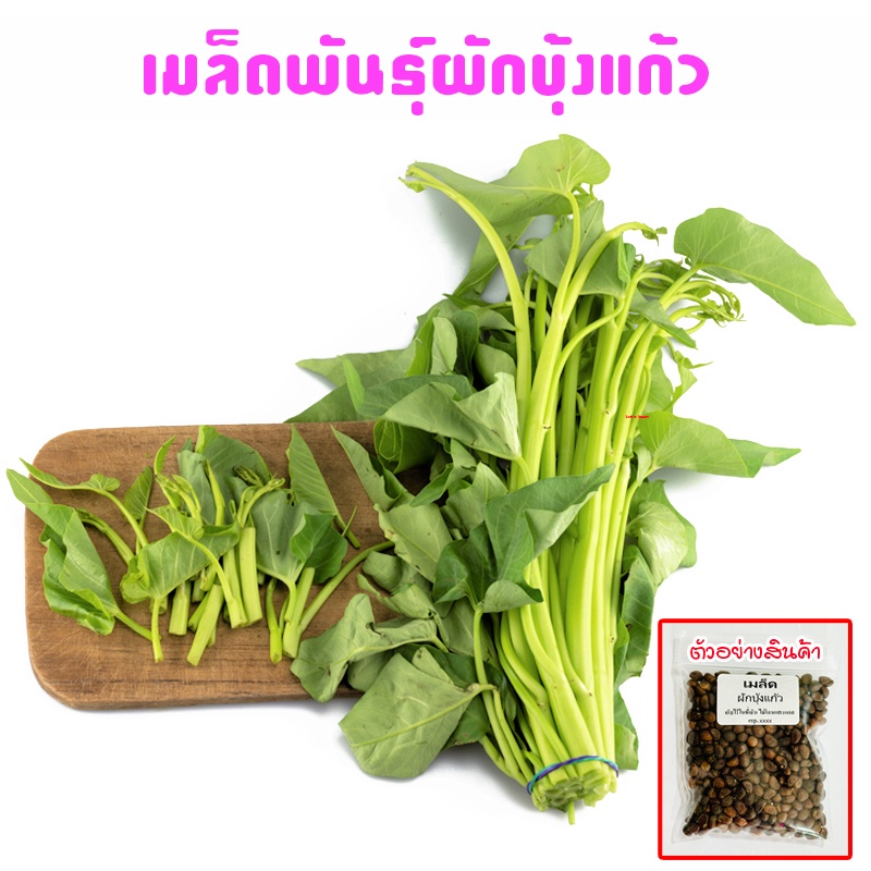 เมล็ดพันธุ์ ผักบุ้งเย็นตาโฟ ผักบุ้งแก้ว 100-200 เมล็ด ปลูกง่าย โตเร็ว [10 แถม 1 คละได้] งอกดี ปลูกง่าย โตไว ผลผลิตสูง