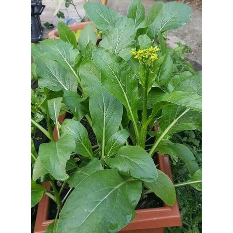 เมล็ดพันธุ์กวางตุ้งดอก 900-12000 เมล็ด คัดพิเศษ [10 เเถม 1 คละได้] งอกดี ปลูกง่าย โตไว ผลผลิตสูง