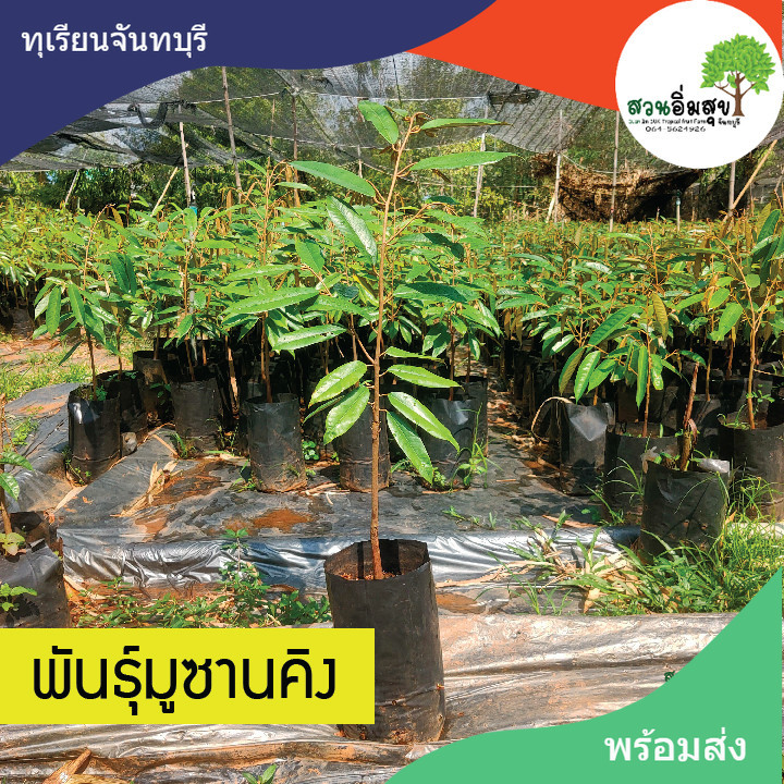 ทุเรียนพันธุ์มูซานคิง มูซังคิง มูซันคิง เหมาซานหวัง ของแท้ 100% กิ่งกระโดง/กิ่งข้าง 1 ต้น ขนาดต้นสูง 40-50 cm. พร้อมปลูก