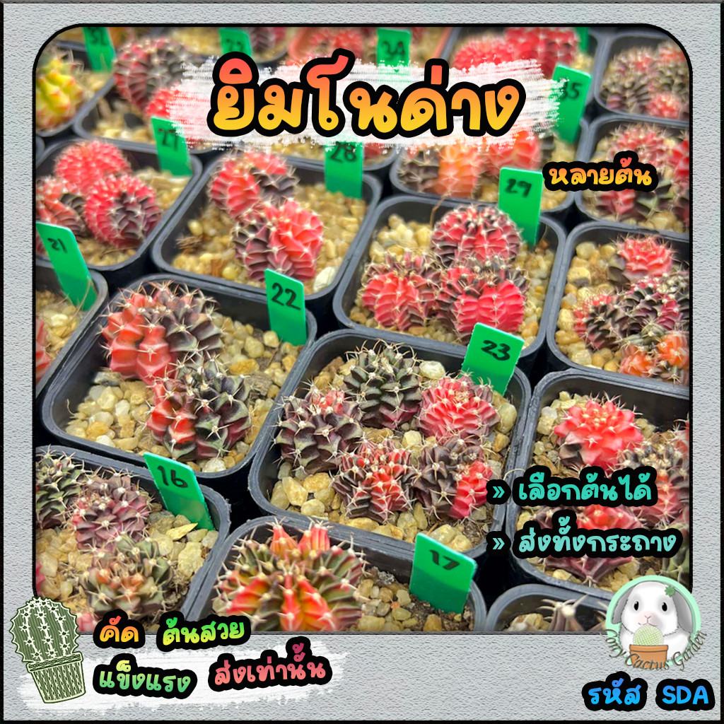 ต้นยิมโนด่างหลายต้น เลือกต้นได้ LBHBด่าง (gymnocalycium) SET SDA - กระบองเพชร ราคาถูก แคคตัส