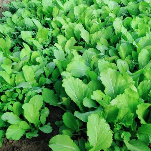 เมล็ดพันธุ์ ผักกาดเขียว ชุนฉ่าย ผักกาดเขียวกวางตุ้ง  12000 เมล็ด ตัวเลือก [10 แถม 1 คละได้ ] - รูปที่ 3