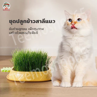 ชุดปลูกข้าวสาลีแมว พร้อมเมล็ด 🐱 ออร์แกนิค ข้าวสาลีแมวต้หญ้าแมว ถาดเพาะต้นอ่อน