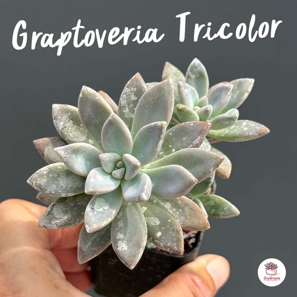 Graptoveria Tricolor ไม้อวบน้ำ กุหลาบหิน cactus&amp;succulentหลากหลายสายพันธุ์