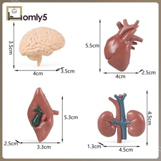 [Homyl5] ของเล่นโมเดลมนุษย์ 3D เสริมการเรียนรู้เด็ก สําหรับห้องเรียน