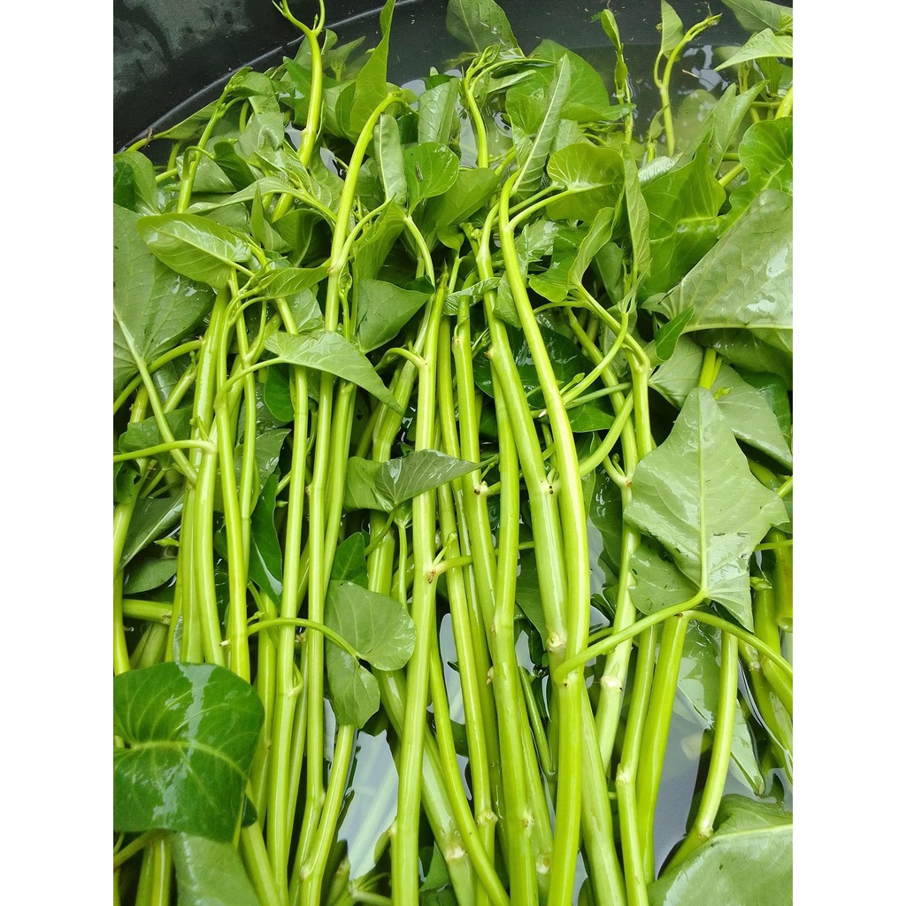 เมล็ดพันธุ์ ผักบุ้งเย็นตาโฟ ผักบุ้งแก้ว 200 เมล็ด  [10 แถม 1 คละได้] - รูปที่ 3