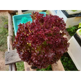 เมล็ดผักอินทรีย์ เมล็ดพันธุ์ผักสลัด เมล็ดผักสลัด 100-200 เมล็ด 10 บาท [10 แถม 1 คละได้]