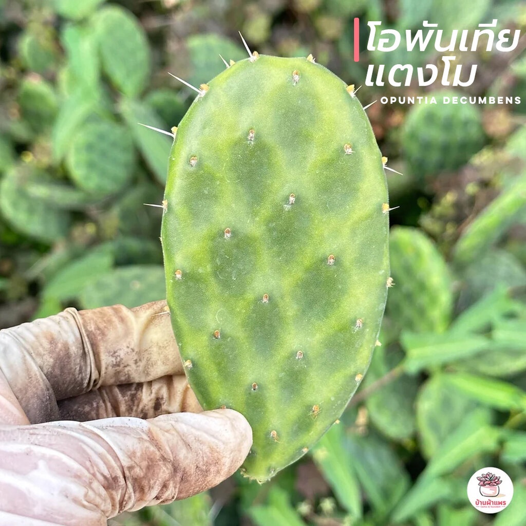 โอพันเทียแตงโม #เด็ดสด Opuntia Decumbens ไม้อวบน้ำ กุหลาบหิน cactus&succulent