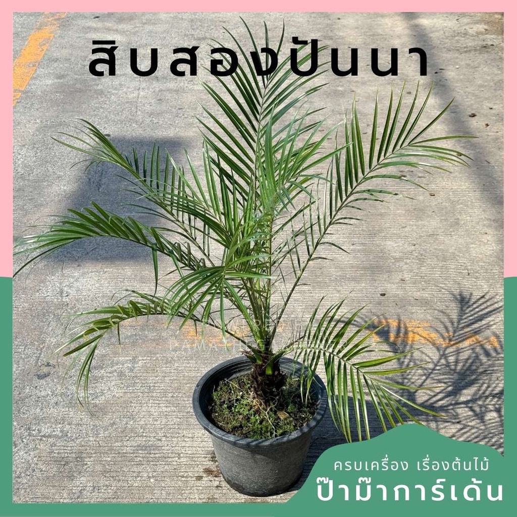 ปาล์ม สิบสองปันนา กระถาง 11 นิ้ว