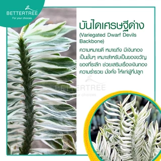บันไดเศรษฐีด่าง กระถาง 3 นิ้ว ต้นไม้มงคล ต้นไม้ฟอกอากาศ ต้นไม้ plant