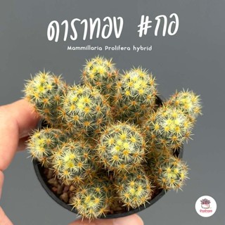 ดาราทอง #กอ Mammillaria Prolifera hybrid กระบองเพชร ไม้อวบน้ำ กุหลาบหิน cactus&amp;succulentหลากหลายสายพันธุ์