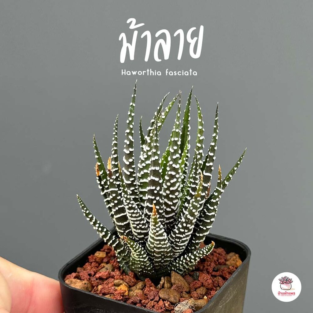 ม้าลาย Haworthia fasciata ไม้อวบน้ำ กุหลาบหิน cactus&succulentหลากหลายสายพันธุ์