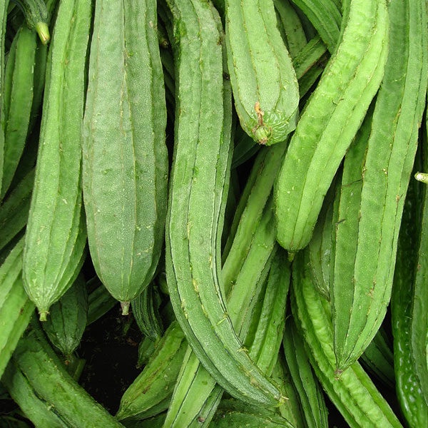 เมล็ดพันธุ์ บวบ บวบเหลี่ยม บวบยาว 40 เมล็ด [10 แถม 1 คละได้]