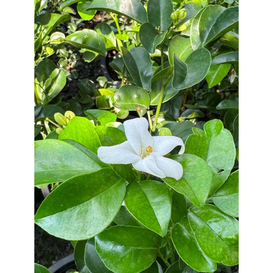 มุมมอง 3