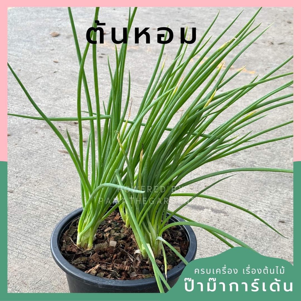 ต้นหอม กระถาง 11 นิ้ว ใส่ประมาน 2-3 ต้น