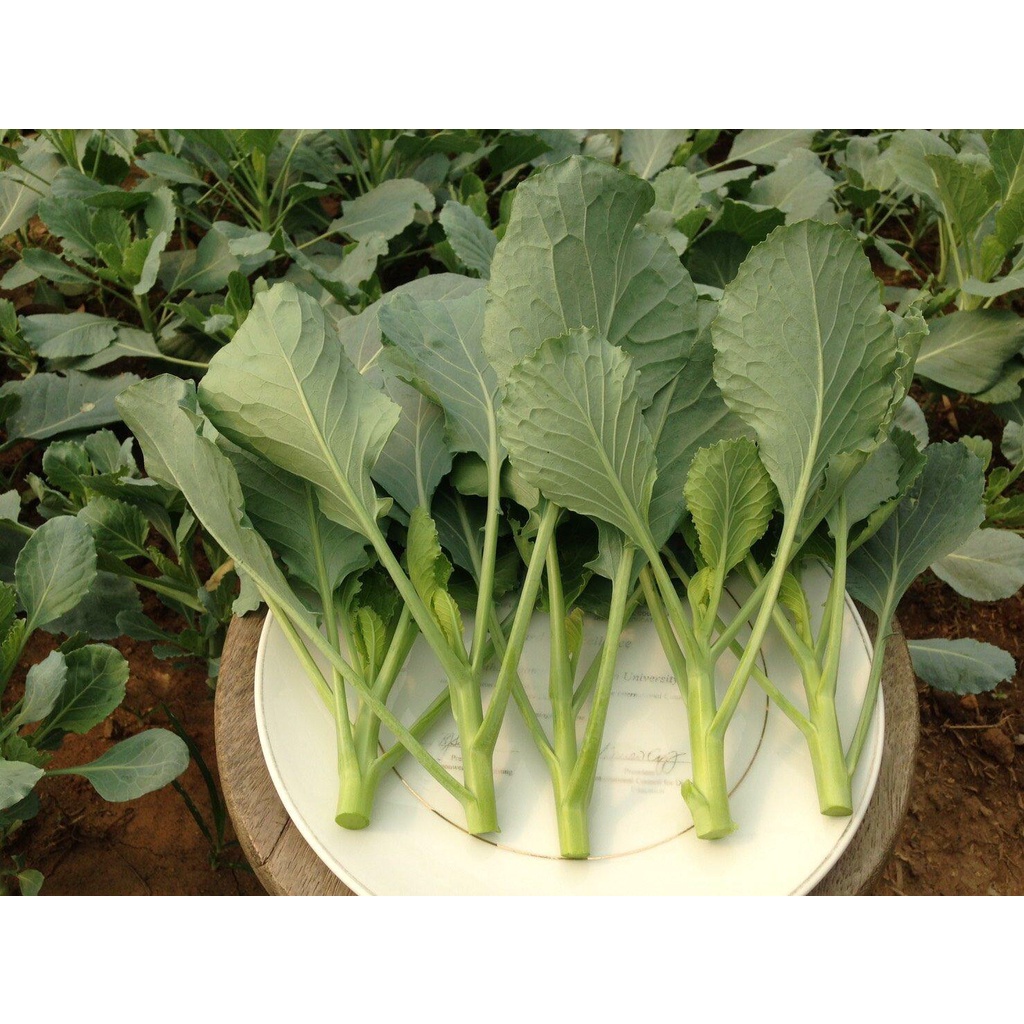 คะน้ายอด คะน้าใบ เมล็ด​พันธุ์​ ผักสวนครัว 300-1000 เมล็ด [ซื้อ 10 แถม 1 คละได้] งอกดี ปลูกง่าย โตไว ผลผลิตสูง