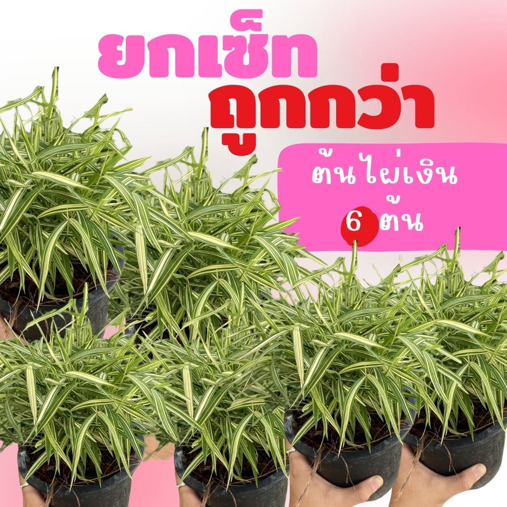 ยกเซ็ท set ถูกกว่า ต้นไผ่เงิน 6 ต้น