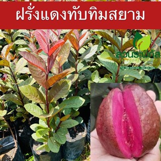 ฝรั่งแดงทับทิมสยามพันธุ์แท้100% ฝรั่งแดงทับทิมสยาม ผลสีแดง เนื้อสีแดง ชำรากเต็มพร้อมปลูก ความสูง60-80