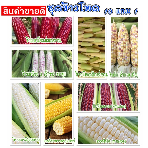 ชุดข้าวโพด 🌽เมล็ดพันธุ์ข้าวโพดทุกสายพันธุ์🌽 2-20 เมล็ด ปลูกง่าย 🚜พันธุ์แท้🚜 ผลผลิตเร็ว ราคาถูก 9บ. [10 แถม1คละได้]
