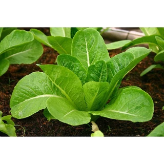เมล็ดผักอินทรีย์ เมล็ดพันธุ์ผักสลัด เมล็ดผักสลัด 100-200 เมล็ด 10 บาท [10 แถม 1 คละได้]