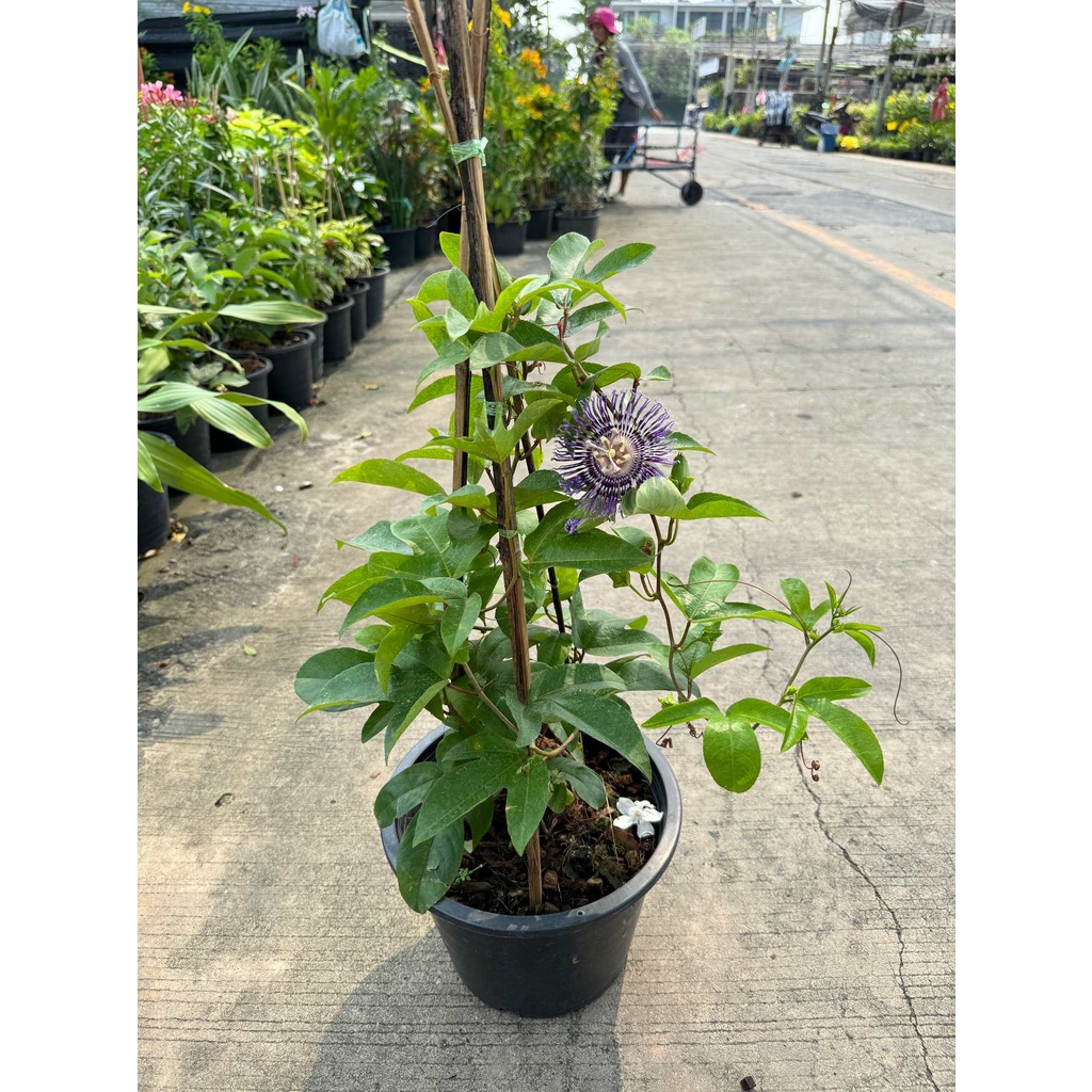 มุมมอง 3