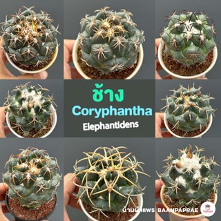 ช้าง Coryphantha Elephantidens แคคตัส กระบองเพชร cactus&amp;succulent