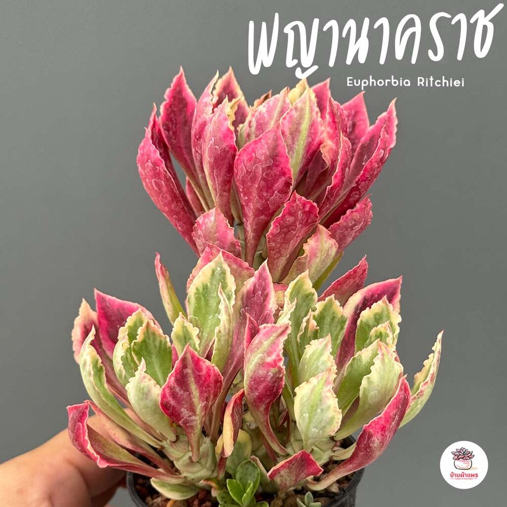 พญานาคราช Euphorbia Ritchiei แคคตัส กระบองเพชร cactus&succulent