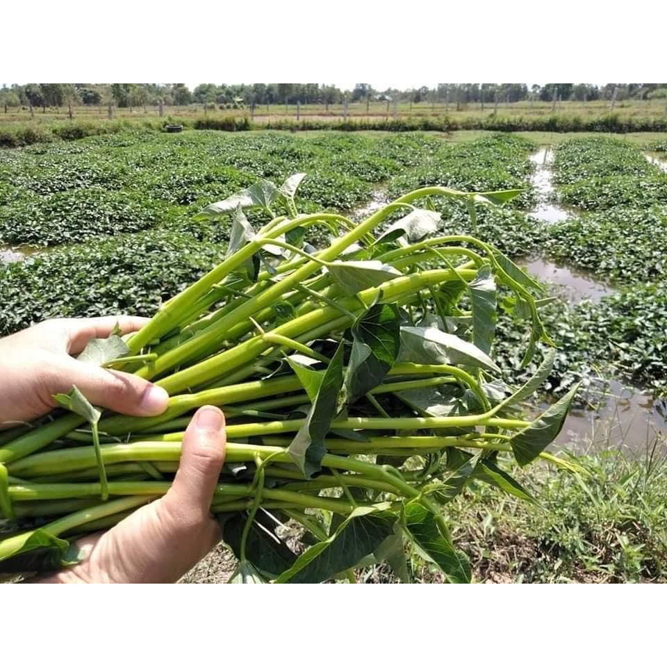 เมล็ดพันธุ์ ผักบุ้งเย็นตาโฟ ผักบุ้งแก้ว 200 เมล็ด  [10 แถม 1 คละได้] - รูปที่ 2