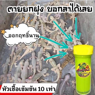 หัวเชื้อกำจัดจิ้งจกเร่งตาย 10เท่าแบบครีม ใช้กำจัดจิ้งจก ไล่จิ้งจกและเเมลงต่างๆ ลุงเอ็ม หัวเชื้อกำจัดจิ้งจก 5แถม 1 หลอด