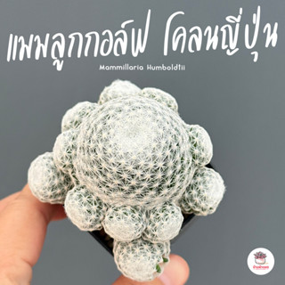 แมมลูกกอล์ฟ #โคลนญี่ปุ่น Mammillaria Humboldtii แคคตัส กระบอ…