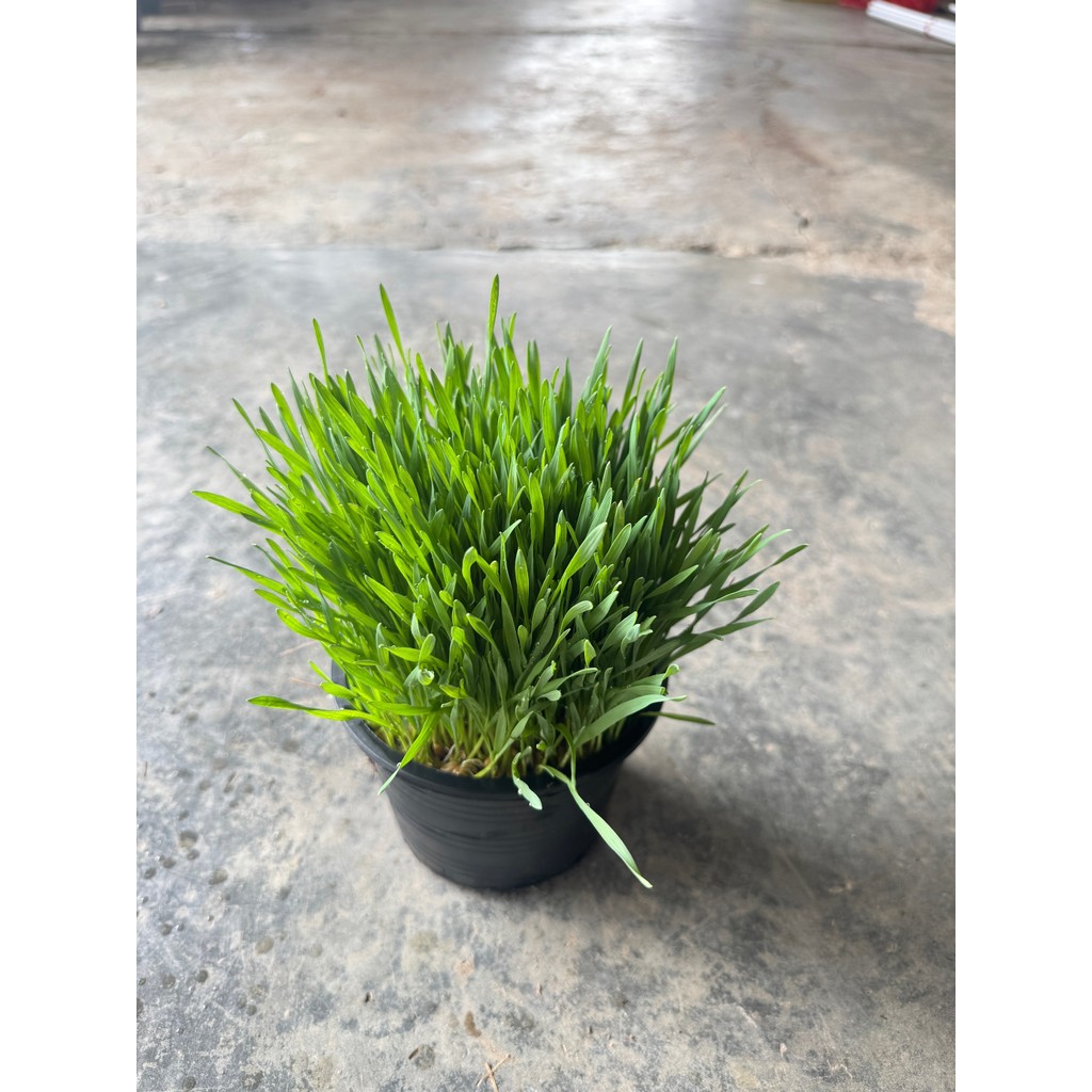 มุมมอง 3