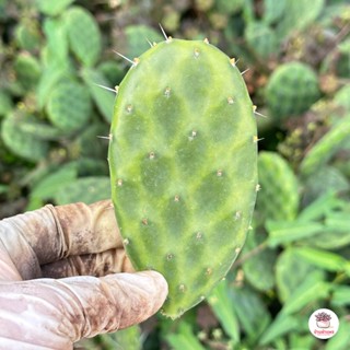 โอพันเทียแตงโม #เด็ดสด Opuntia Decumbens ไม้อวบน้ำ กุหลาบหิน cactus&amp;succulent