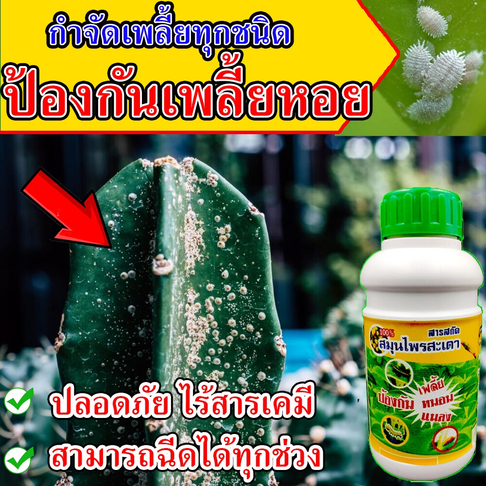 📢ไร้สารเคมี📢 ยาฆ่าเพลี้ยหอย 500 cc. สารเคมีกำจัดเพลี้ยหอย เพลี้ยหอยในแคคตัส  กำจัดเพลี้ยหอยทุเรียน ย