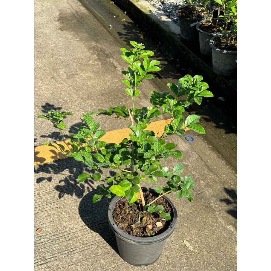 มุมมอง 3