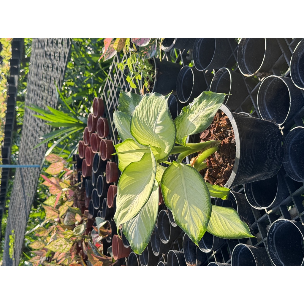 มุมมอง 3