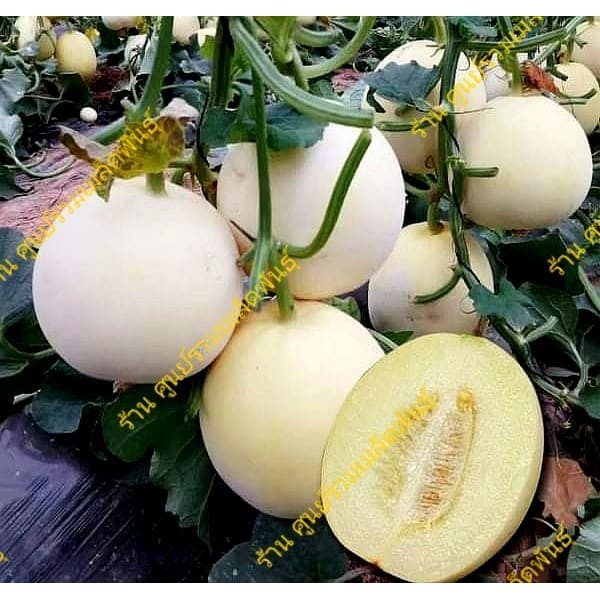 พันธุ์แคนตาลูปขาว (70เมล็ด) #พร้อมส่ง