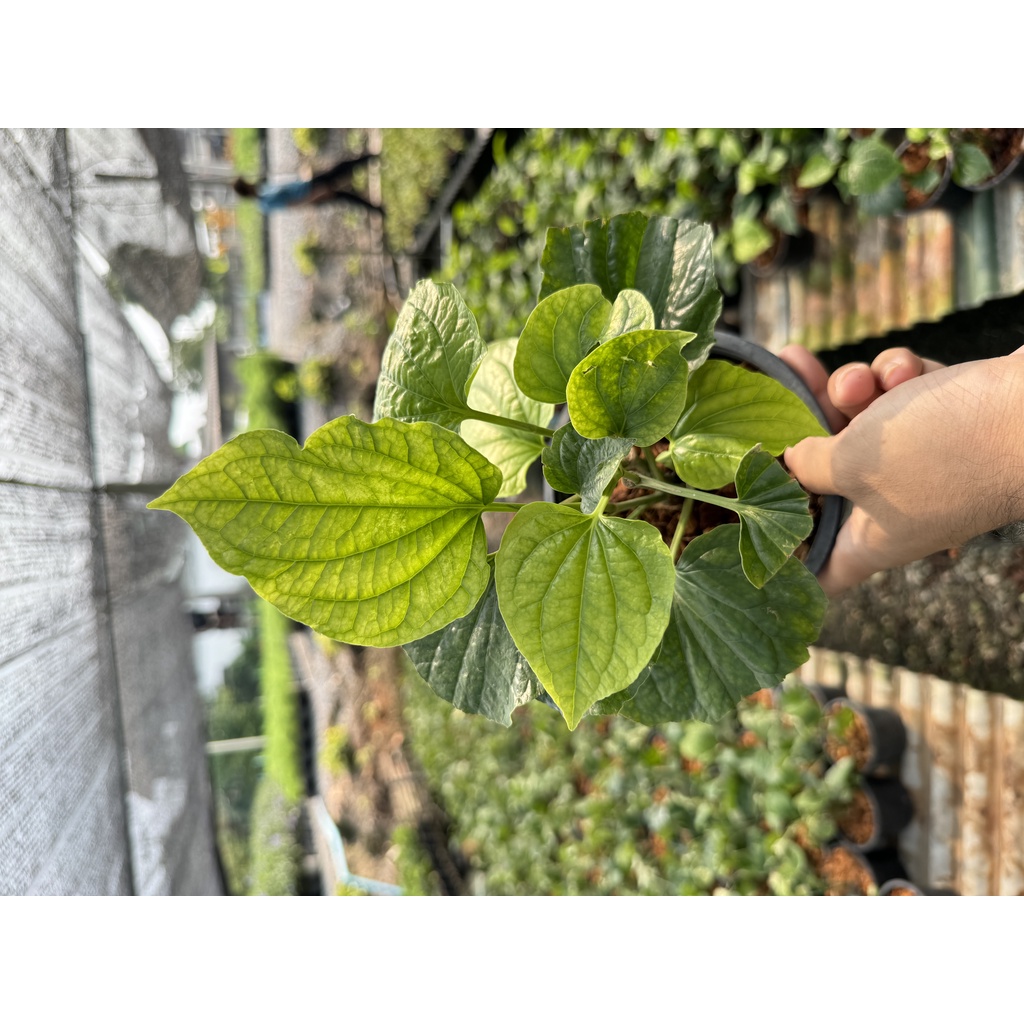 มุมมอง 5