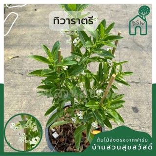 ทิวาราตรี กระถาง 11 นิ้ว