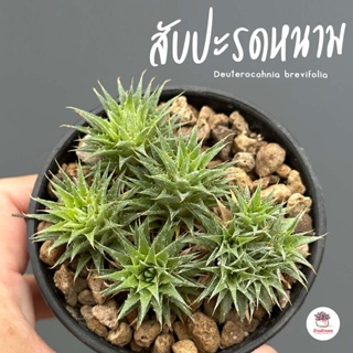 สับปะรดหนาม Deuterocohnia brevifolia แคคตัส กระบองเพชร cactus&amp;succulent