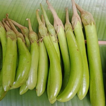 เมล็ดพันธุ์ มะเขือยาว มะเขือยาวเขียว 200 เมล็ด 10 แถม 1 คละได้]