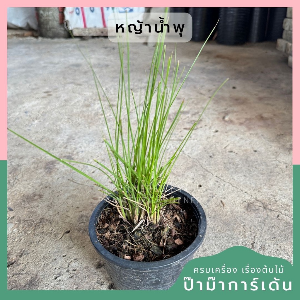 หญ้าน้ำพุ 5 นิ้ว และ 8 นิ้ว