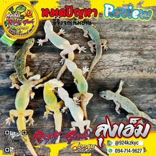 หัวเชื้อกำจัดจิ้งจกเร่งตาย 10เท่าแบบครีม ใช้กำจัดจิ้งจก ไล่จิ้งจกและเเมลงต่างๆ ลุงเอ็ม หัวเชื้อกำจัดจิ้งจก 5แถม 1 หลอด