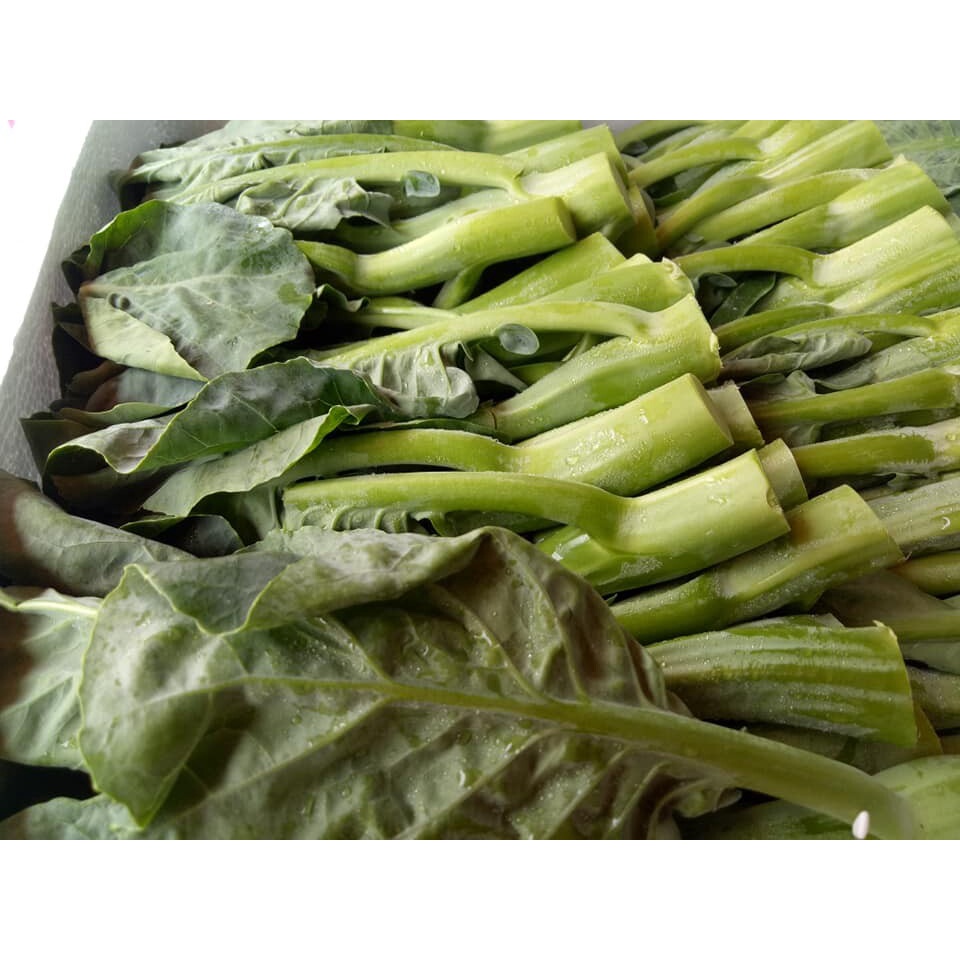 เมล็ดพันธุ์ คะน้าดอก คะน้าฮองกง 10000 เมล็ด [ 10 แถม 1 คละได้] งอกดี ปลูกง่าย โตไว ผลผลิตสูง