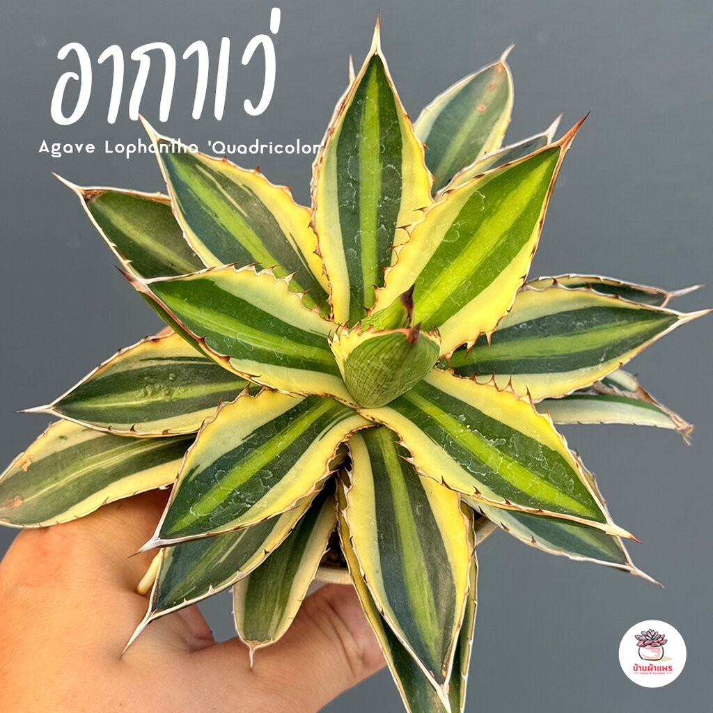 อากาเว่ Agave Lophantha 'Quadricolor' แคคตัส กระบองเพชร cactus&succulent