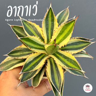 อากาเว่ Agave Lophantha 'Quadricolor' แคคตัส กระบองเพชร cact…