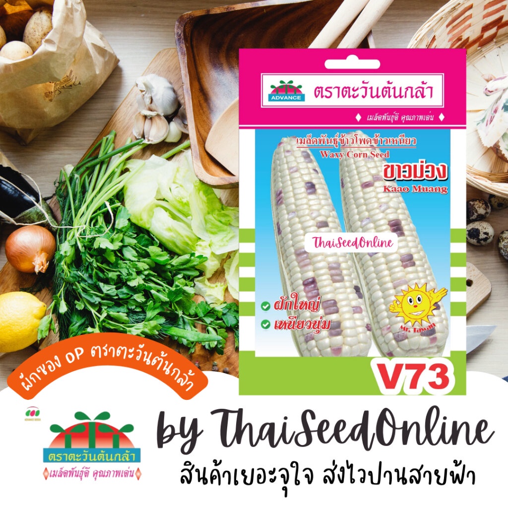 Advance Seeds(ตราตะวันต้นกล้า) ADVOP ซฟ เมล็ดพันธุ์ ข้าวโพดข้าวเหนียวขาวม่วง ตราตะวันต้นกล้า V73