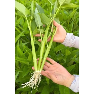 เมล็ดพันธุ์ ผักบุ้งเย็นตาโฟ ผักบุ้งแก้ว 200 เมล็ด [10 แถม 1 คละได้]