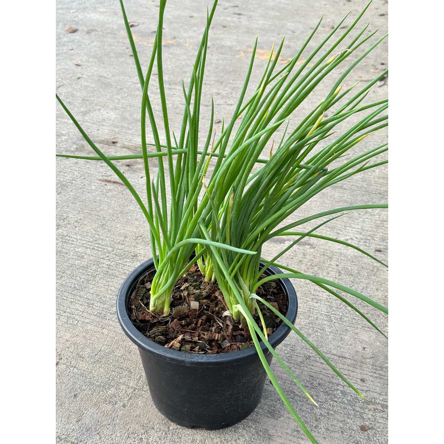 มุมมอง 4