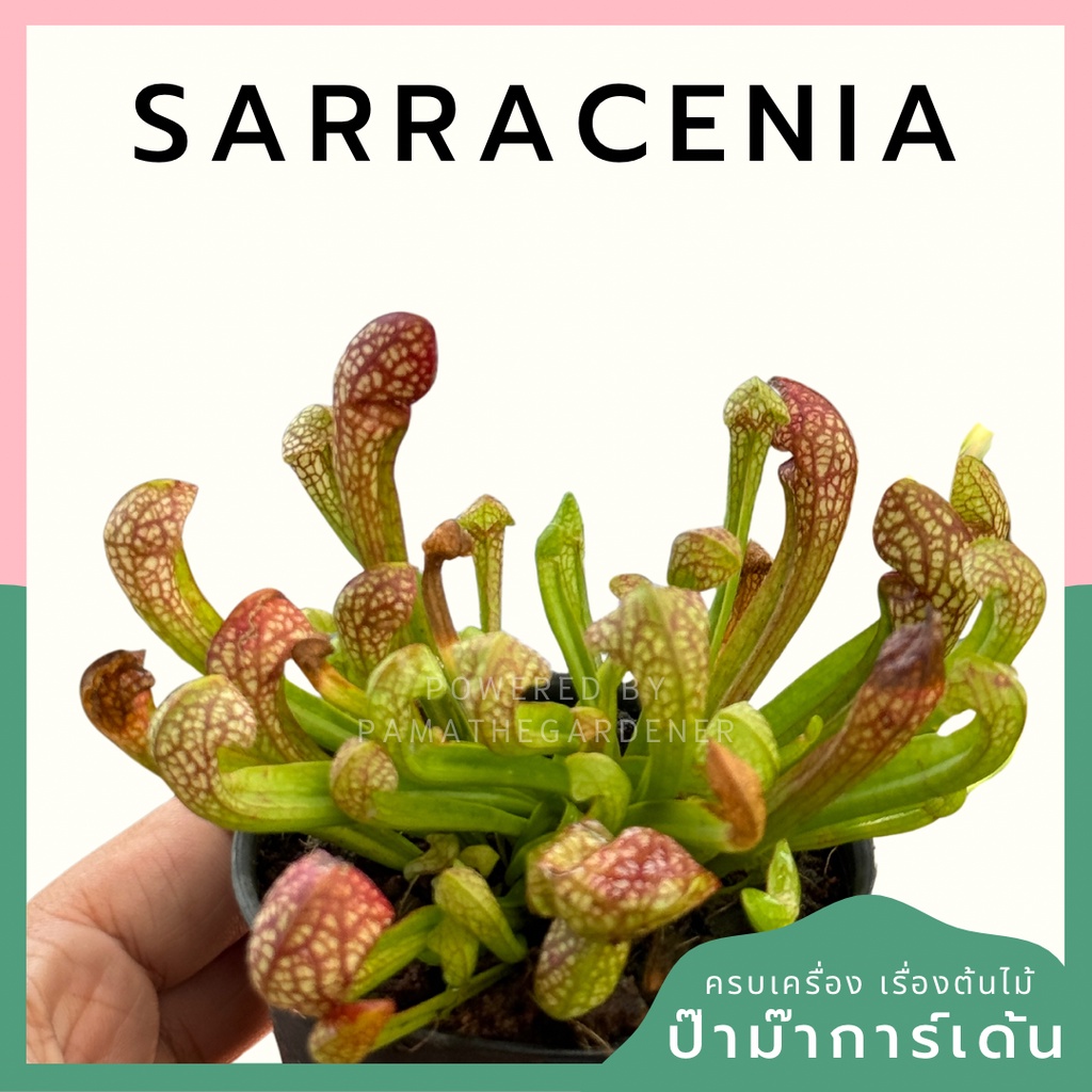 มุมมอง 2